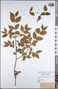 Euonymus verrucosus Scop., Eastern Europe, Central region (E4) (Russia)