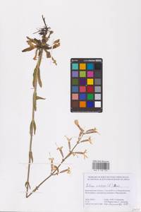 Silene viscosa (L.) Pers., Eastern Europe, Central forest-and-steppe region (E6) (Russia)