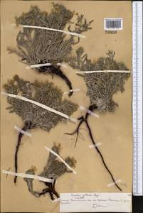 Arnebia guttata Bunge, Middle Asia, Northern & Central Tian Shan (M4) (Kazakhstan)