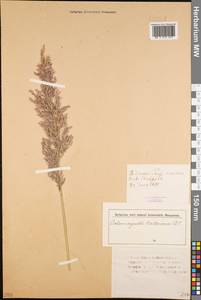 Calamagrostis canescens (Weber) Roth, Siberia, Western (Kazakhstan) Altai Mountains (S2a) (Kazakhstan)