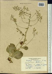 Micranthes sachalinensis (F.Schmidt) S.Akiyama & H.Ohba, Siberia, Russian Far East (S6) (Russia)