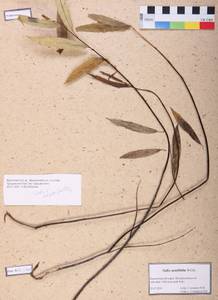 Salix acutifolia Willd., Siberia, Altai & Sayany Mountains (S2) (Russia)