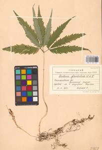 Cardamine glanduligera O.Schwarz, Eastern Europe, West Ukrainian region (E13) (Ukraine)