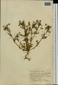 Viola arvensis Murray, Eastern Europe, Moscow region (E4a) (Russia)
