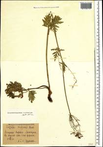 Eleutherospermum cicutarium (M. Bieb.) Boiss., Caucasus, Azerbaijan (K6) (Azerbaijan)