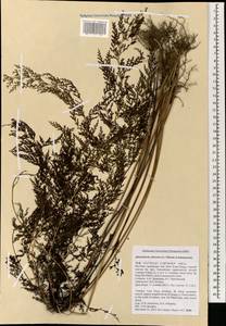 Odontosoria chinensis subsp. chinensis, South Asia, South Asia (Asia outside ex-Soviet states and Mongolia) (ASIA) (Vietnam)