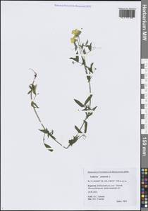 Lathyrus pratensis L., Siberia, Baikal & Transbaikal region (S4) (Russia)