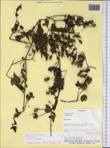 Capsicum baccatum L., America (AMER) (Paraguay)