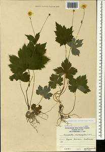 Ranunculus cappadocicus Willd., Caucasus, South Ossetia (K4b) (South Ossetia)