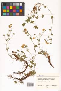 Potentilla, Eastern Europe, West Ukrainian region (E13) (Ukraine)