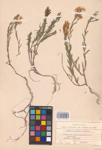 Genista tinctoria subsp. tinctoria, Eastern Europe, South Ukrainian region (E12) (Ukraine)