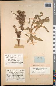 Sphaeranthus indicus L., South Asia, South Asia (Asia outside ex-Soviet states and Mongolia) (ASIA) (India)