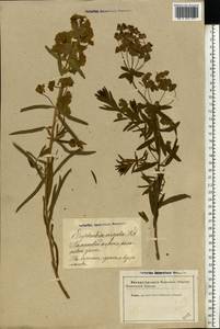 Euphorbia tommasiniana Bertol., Eastern Europe, Latvia (E2b) (Latvia)
