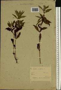 Lycopus europaeus L., Eastern Europe, Belarus (E3a) (Belarus)