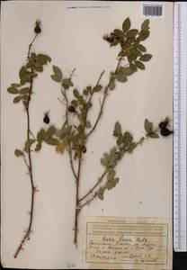 Rosa laxa Retz., Middle Asia, Northern & Central Tian Shan (M4) (Kazakhstan)