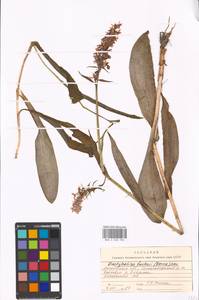 Dactylorhiza fuchsii (Druce) Soó, Eastern Europe, Moscow region (E4a) (Russia)