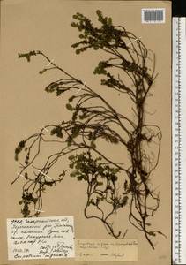 Empetrum nigrum L., Eastern Europe, West Ukrainian region (E13) (Ukraine)