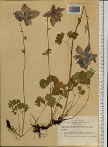 Aquilegia glandulosa Fisch., Siberia, Altai & Sayany Mountains (S2) (Russia)