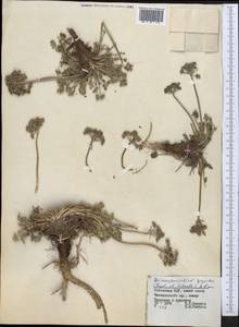 Dimorphosciadium gayoides (Regel & Schmalh.) Pimenov, Middle Asia, Western Tian Shan & Karatau (M3) (Uzbekistan)