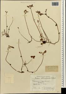 Phedimus stolonifer (S. G. Gmel.) 't Hart, Caucasus, Krasnodar Krai & Adygea (K1a) (Russia)