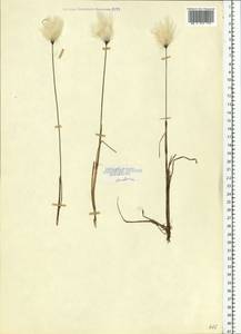 Eriophorum medium Andersson, Eastern Europe, Northern region (E1) (Russia)