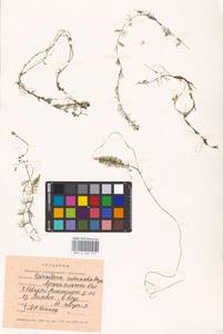 MHA 0 162 574, Utricularia intermedia Hayne, Eastern Europe, Northern region (E1) (Russia)