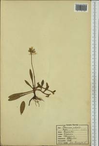 Pilosella officinarum Vaill., Eastern Europe, North-Western region (E2) (Russia)