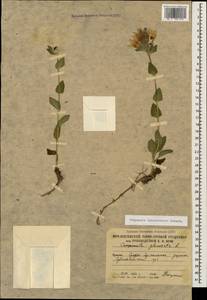 Campanula glomerata subsp. caucasica (Trautv.) Ogan., Caucasus, South Ossetia (K4b) (South Ossetia)