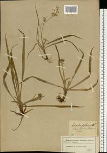 Luzula pilosa (L.) Willd., Eastern Europe, Western region (E3) (Russia)