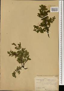 Betula fruticosa Pall., Mongolia (MONG) (Mongolia)