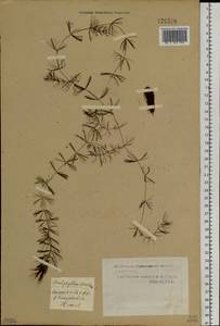 Ceratophyllum demersum L., Siberia, Western Siberia (S1) (Russia)