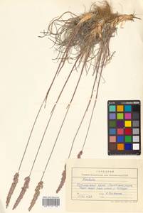 Koeleria pyramidata (Lam.) P.Beauv., Siberia, Russian Far East (S6) (Russia)