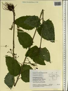 Scrophularia nodosa L., Eastern Europe, Central region (E4) (Russia)