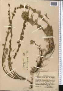 Artemisia aschurbajewii C. Winkl., Middle Asia, Western Tian Shan & Karatau (M3) (Uzbekistan)