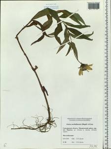 Arnica sachalinensis (Regel) A. Gray, Siberia, Russian Far East (S6) (Russia)