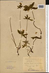 Anemone nemorosa L., Eastern Europe, Eastern region (E10) (Russia)