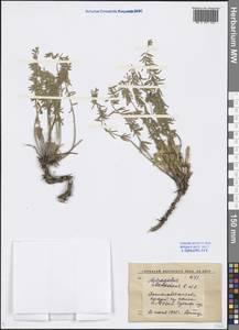 Astragalus alatavicus Kar. & Kir., Middle Asia, Western Tian Shan & Karatau (M3) (Kyrgyzstan)