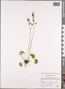 Micranthes nelsoniana subsp. nelsoniana, Siberia, Western Siberia (S1) (Russia)