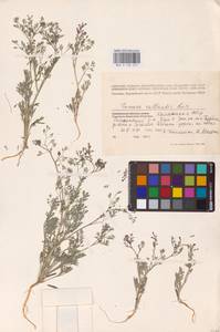 Fumaria vaillantii Loisel., Eastern Europe, Lower Volga region (E9) (Russia)