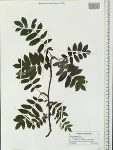 Sorbus aucuparia L., Eastern Europe, Central forest region (E5) (Russia)
