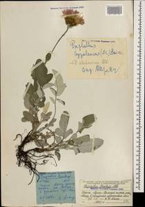 Psephellus abchasicus Albov, Caucasus, Krasnodar Krai & Adygea (K1a) (Russia)