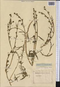 Calandrinia compressa Schrad. ex DC., America (AMER) (Not classified)