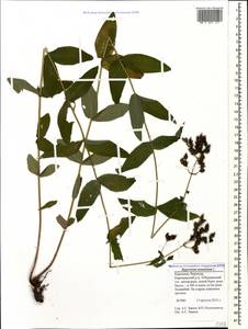 Hypericum montanum L., Caucasus, Stavropol Krai, Karachay-Cherkessia & Kabardino-Balkaria (K1b) (Russia)