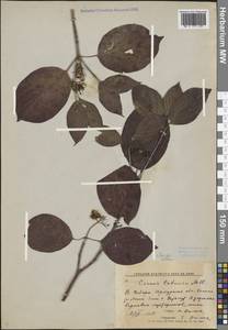 Cornus alba L., Siberia, Baikal & Transbaikal region (S4) (Russia)