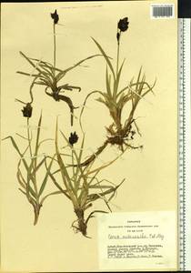 Carex melanantha C.A.Mey., Siberia, Altai & Sayany Mountains (S2) (Russia)