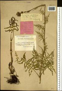 Saussurea odontolepis (Herder) Sch. Bip. ex Herder, Siberia, Russian Far East (S6) (Russia)