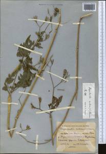 Chaerophyllum nodosum (L.) Crantz, Middle Asia, Pamir & Pamiro-Alai (M2) (Uzbekistan)