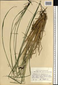 Carex elata All., Eastern Europe, North-Western region (E2) (Russia)