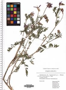 Astragalus onobrychis L., Eastern Europe, Eastern region (E10) (Russia)