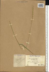 Thinopyrum intermedium (Host) Barkworth & D.R.Dewey, Eastern Europe, North Ukrainian region (E11) (Ukraine)